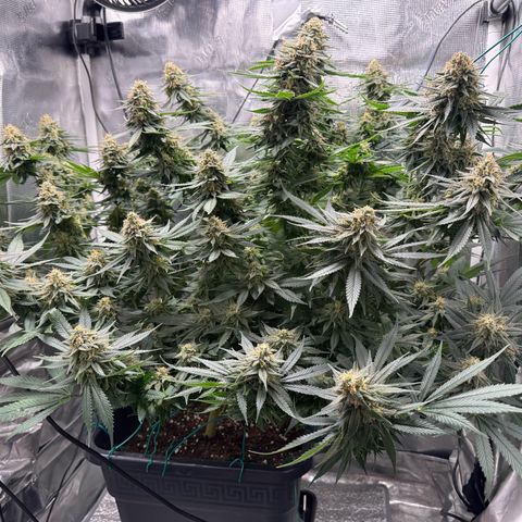 Vanilla Frosting #3 growlog timeline photo