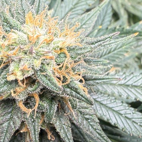 Vanilla Frosting #3 growlog timeline photo