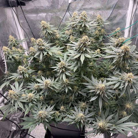 Vanilla Frosting #3 growlog timeline photo