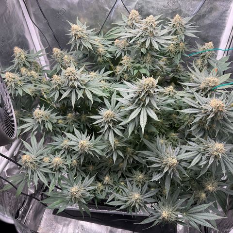 Vanilla Frosting #3 growlog timeline photo