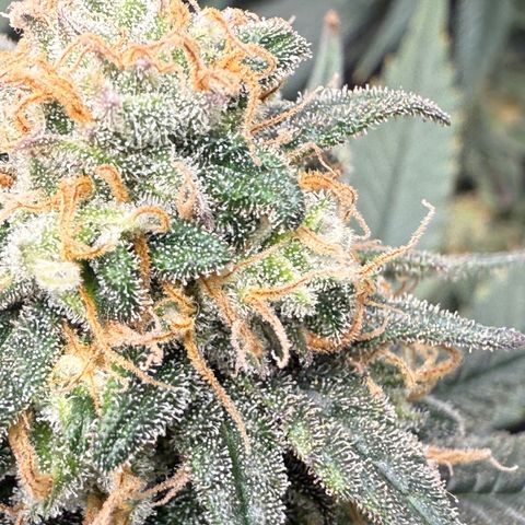 Vanilla Frosting #3 growlog timeline photo