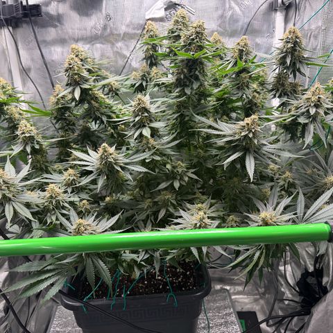 Vanilla Frosting #3 growlog timeline photo