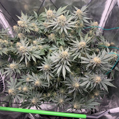 Vanilla Frosting #3 growlog timeline photo