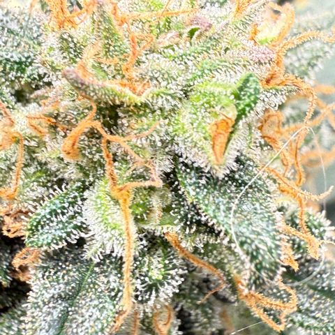 Vanilla Frosting #3 growlog timeline photo