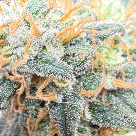Vanilla Frosting #3 growlog timeline photo