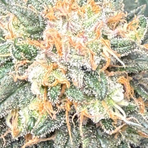 Vanilla Frosting #3 growlog photo: She’s looking great, last week before harvest 
