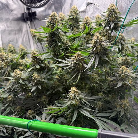 Vanilla Frosting #3 growlog photo: She’s looking great, last week before harvest 