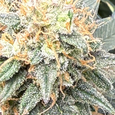 Vanilla Frosting #3 growlog photo: She’s looking great, last week before harvest 