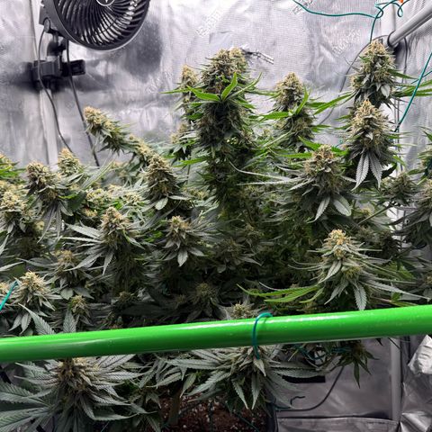Vanilla Frosting #3 growlog photo: She’s looking great, last week before harvest 