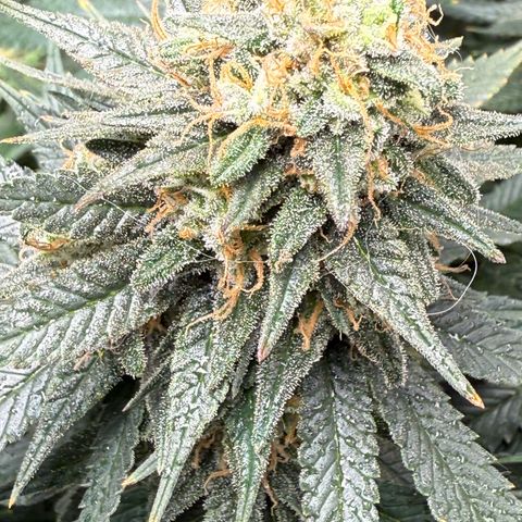 Vanilla Frosting #3 growlog photo: She’s looking great, last week before harvest 