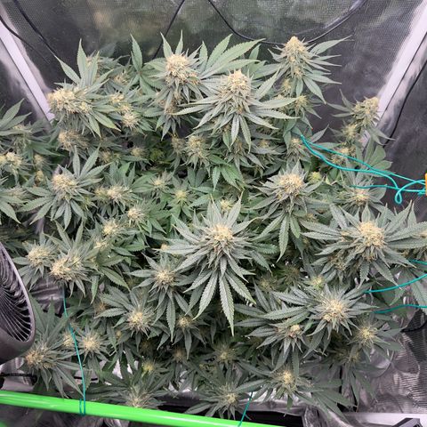 Vanilla Frosting #3 growlog photo: She’s looking great, last week before harvest 