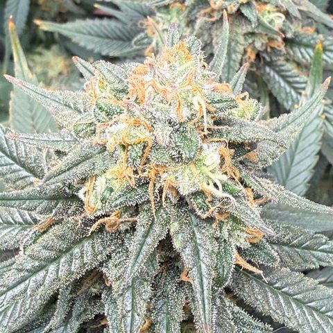 Vanilla Frosting #3 growlog timeline photo