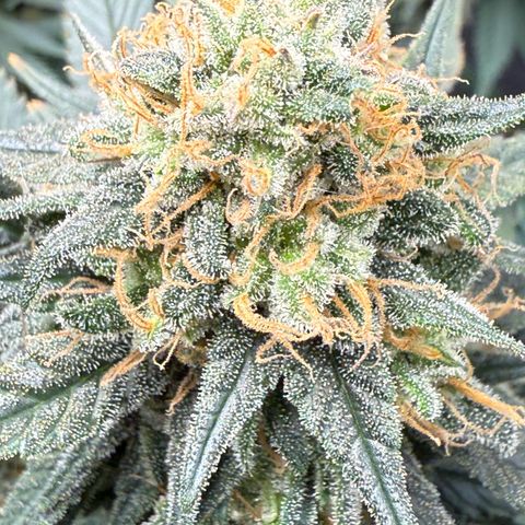Vanilla Frosting #3 growlog timeline photo