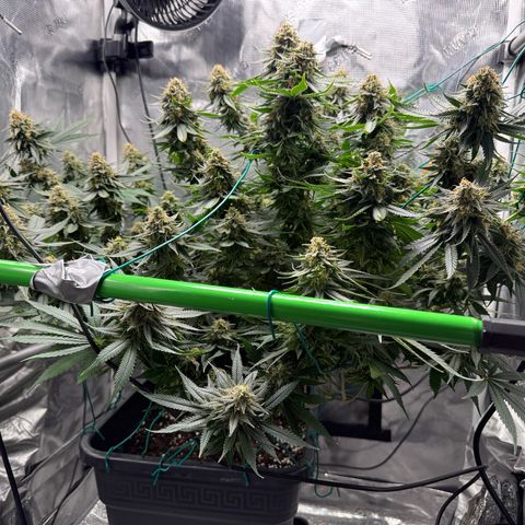 Vanilla Frosting #3 growlog timeline photo