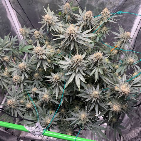 Vanilla Frosting #3 growlog timeline photo