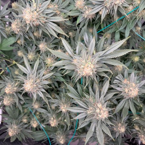 Vanilla Frosting #3 growlog timeline photo