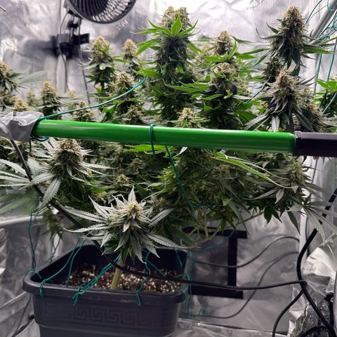 Vanilla Frosting #3 growlog timeline photo