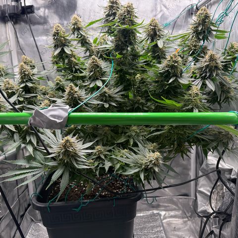 Vanilla Frosting #3 growlog timeline photo