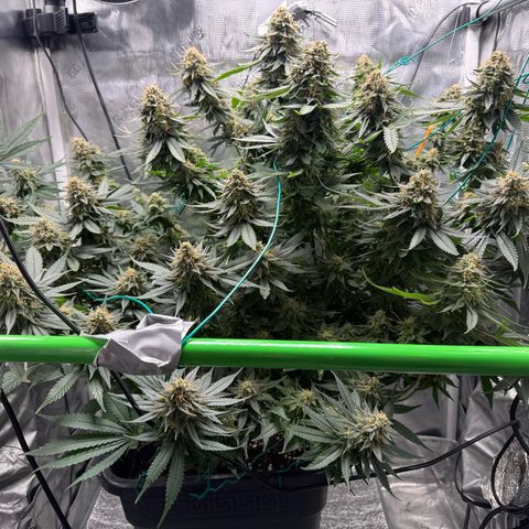 Vanilla Frosting #3 growlog timeline photo