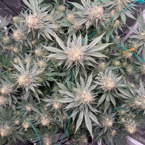 Vanilla Frosting #3 growlog timeline photo