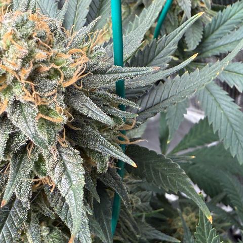 Vanilla Frosting #3 growlog timeline photo