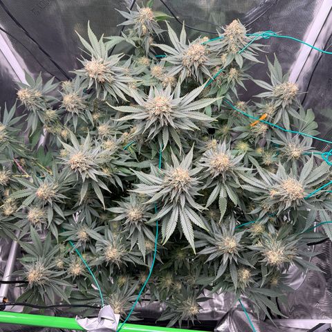 Vanilla Frosting #3 growlog timeline photo