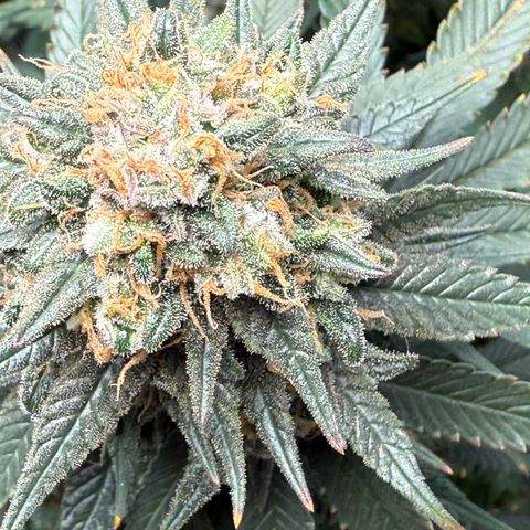Vanilla Frosting #3 growlog timeline photo