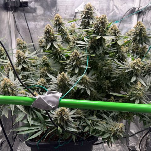 Vanilla Frosting #3 growlog timeline photo