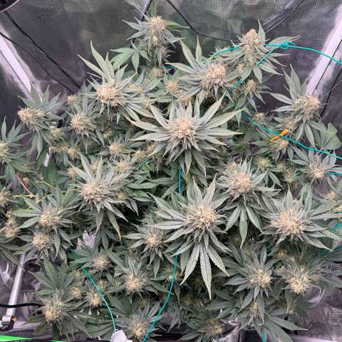 Vanilla Frosting #3 growlog timeline photo