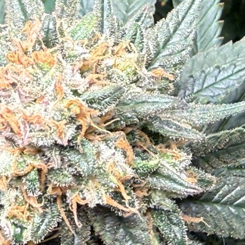 Vanilla Frosting #3 growlog timeline photo