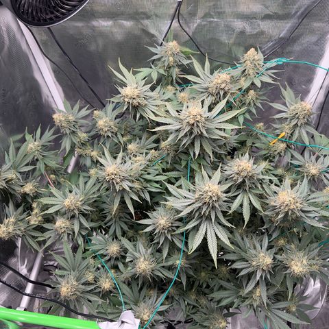 Vanilla Frosting #3 growlog timeline photo