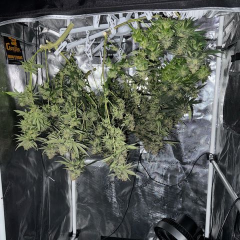 Vanilla Frosting #3 growlog timeline photo