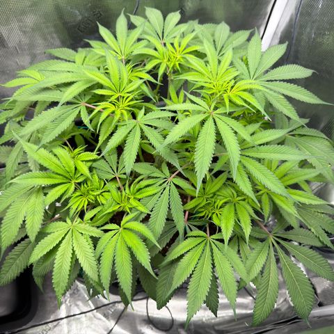 Tropicana Banana  growlog timeline photo