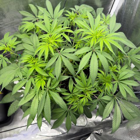 Tropicana Banana  growlog timeline photo