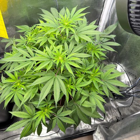 Tropicana Banana  growlog timeline photo