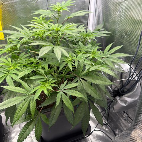 Tropicana Banana  growlog timeline photo