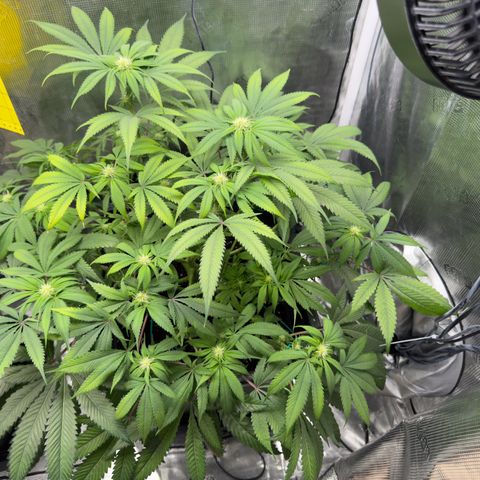 Tropicana Banana  growlog timeline photo