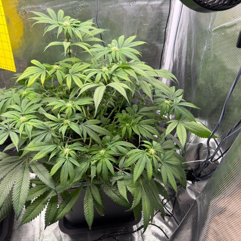 Tropicana Banana  growlog timeline photo