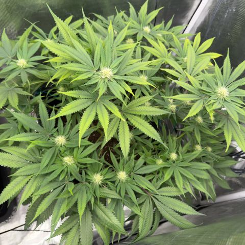 Tropicana Banana  growlog timeline photo