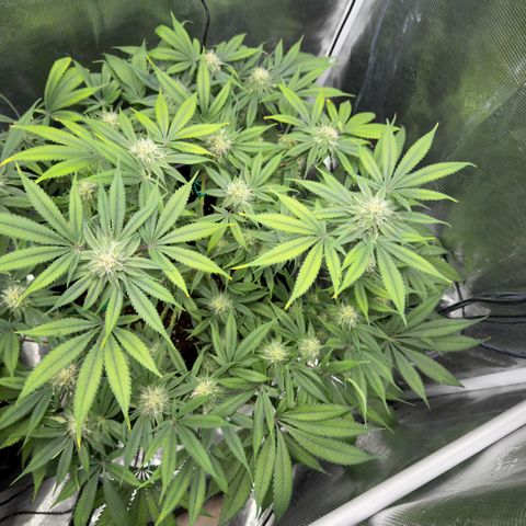Tropicana Banana  growlog timeline photo