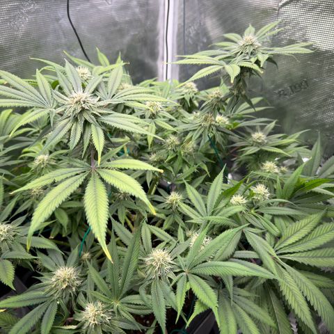 Tropicana Banana  growlog timeline photo