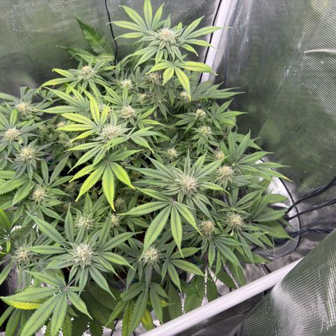 Tropicana Banana  growlog timeline photo