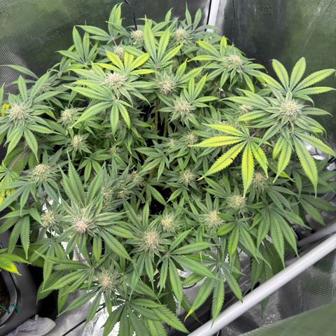 Tropicana Banana  growlog timeline photo