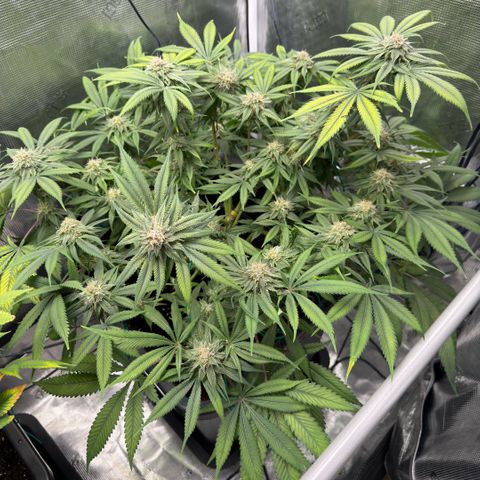 Tropicana Banana  growlog timeline photo