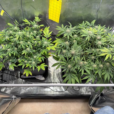 Tropicana Banana  growlog timeline photo