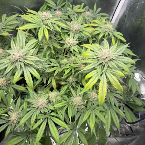 Tropicana Banana  growlog timeline photo