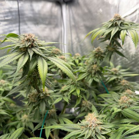 Tropicana Banana  growlog timeline photo