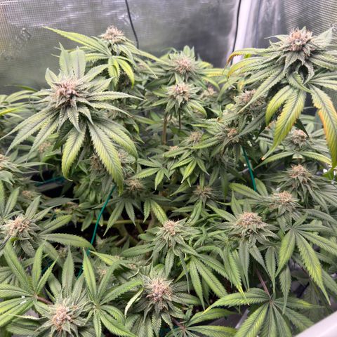 Tropicana Banana  growlog timeline photo
