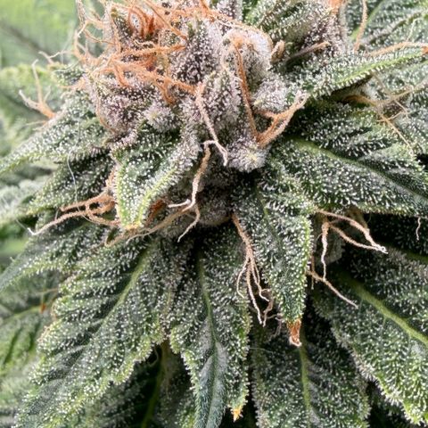 Tropicana Banana  growlog timeline photo
