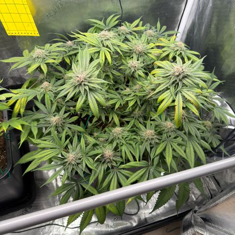 Tropicana Banana  growlog timeline photo